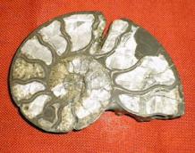 Ammonite section